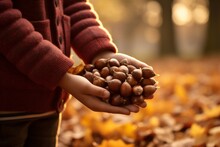 two hands holding a fistfull of chestnuts in autumn