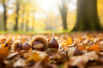 Canvas Print - fallen chestnuts in the ground of the forest in autumn