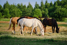 The Horses In The Farm Pasture Spend Their Time Peacefully Eating Hay And Grazing On The Lush Green Grass