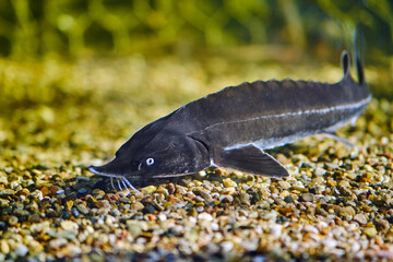 Poster - Big black sturgeon fish swimming in a freshwater aquarium.