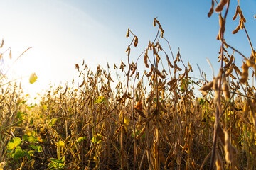 Wall Mural - Soybean plantation. A beautiful image of a soybean field. Soybean plants against the background of the sky and the golden sun