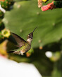 Hummingbird flying up to a cactus flower