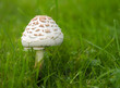 Chlorophyllum rhacodes, a white mushroom covered with large brown, strongly protruding scales, growing in the grass, close up on a blurred background, a mushroom from the Agaridaceae family