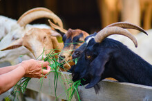In The Summer Heat, The Woman Takes Pleasure In Feeding The Small Goats With Delicious Food From Her Hand