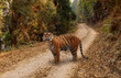 Bengal tiger standing on an unpaved forest road at a wildlife reserve at Lava, Kalimpong, India