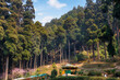 Pine trees on the mountain slopes at the Lamhatta Eco tourism park, located in the scenic hill station of Darjeeling, India.