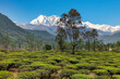Beautiful scenic landscape with tea plantations in the foreground and the majestic Kanchenjunga Himalaya range in the background. Photograph shot at a village in Tinchuley, Darjeeling, India.