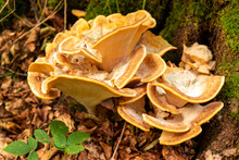 Yellow Bracket Fungus In A Forest, Probably A Laetiporus Sulphureus (also Known As Sulphur Polypore Or Chicken-of-the-woods)