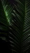 © Iaroslava - Palm leaves on a black background in a modern style. Great for wall art and home decor. Generative AI banner, background, wallpaper, packaging