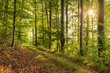 Fototapeta Las - Beautiful light on a forest road leading through a lush green deciduous forest with huge old beech trees, Bad Pyrmont, Weserbergland, Germany