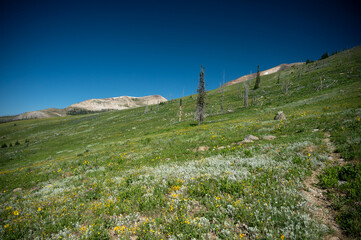 Sticker - Wildflowers in Meadows Spanning below Mount Holmes