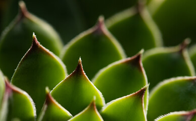 Wall Mural - close up on green succulent plant texture