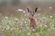 Brown Hare (Lepus europaeus) in summer meadow