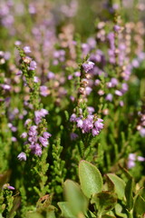 Wall Mural - Pink wild heather closeup in autumn on a field