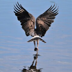 Wall Mural - Endangered Snail Kite On the Hunt Paynes Prairie State Micanopy Gainesville FL