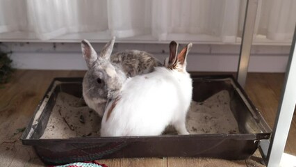 Wall Mural - Two rabbits are mating and playing. Reproduction process. Dominant individual. 