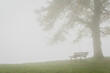 un banc sous un arbre dans le brouillard. Tristesse d'un banc sous un arbre avec la brume. Brouillard enveloppant un banc et un arbre. Ambiance automnale.