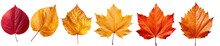 Autumn Leaves. Collection Of Multicolored Fallen Autumn Leaves Isolated On Transparent Background