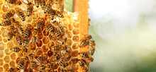 Honey Bees On Honeycomb In Apiary In Late Summertime. Hexagonal Cells For Apiary And Beekeeping Concept Background