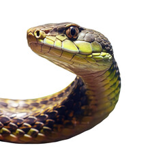 Non Venomous Grass Snake In A Close Up Transparent Background