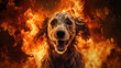 Illustration angry dog with red eyes in flames background
