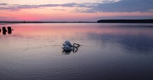 Swans Floating On The Lake During Sunset In Spring, Beautiful White Swans Feed During Sunset On The Lake