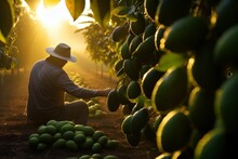 Farmer, Gardener Picking Green Avocados From Leafy Fruit Trees In A Large Fruit Farm