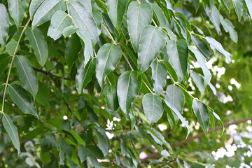 Sticker - Euscaphis japonica ( Jppan name 'Gonzui tree' ) berries. Staphyleaceae deciduous tree. The fruit is a follicle that ripens red in autumn and splits to produce glossy black seeds.