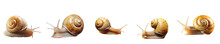 Png Set Snail With A Golden Color Transparent Background