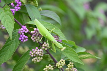 Wall Mural - A Giant Asian mantis (Hierodula patellifera).It is arboreal and active from spring to late fall, preying on other insects. There are white markings on the forewings.