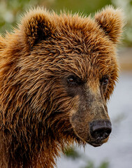 Wall Mural - brown bear alaska
