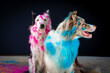 © Leandro - Border collie com pó colorido em seu pelo