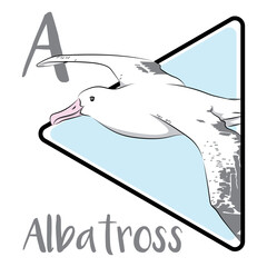 Albatross flying across the blue ocean