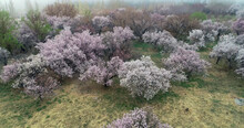Xinjiang Hami: Cold Air Strikes, Wild Apricot Flowers Bloom