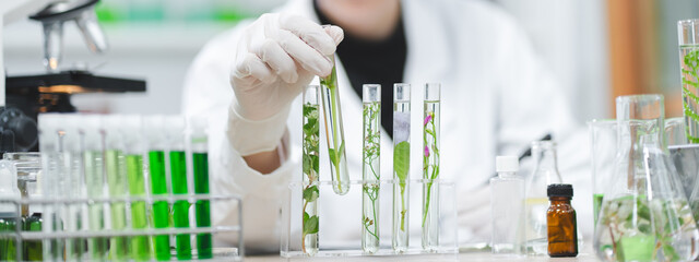 plant in medical pharmacy science research at chemical medicine laboratory for pharmaceutical industry, chemistry development scientist using equipment for health technology experiment or biology drug