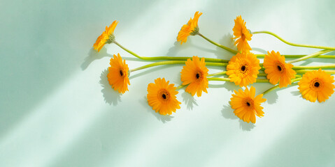  yellow gerbera flowers on green paper background
