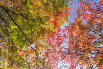 秋晴れ空を背景に紅葉に包まれる風景
A landscape surrounded by autumn leaves against a clear autumn sky
日本（秋）2022年撮影
Japan (Autumn) Photographed in 2022
九州・大分県豊後大野市
用作公園（ゆうじゃくこうえん）
Yujaku Park