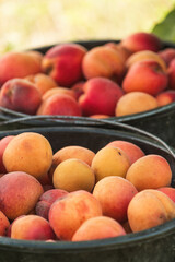 Wall Mural - Ripe apricot fruit in plastic bucket on organic orchard ground