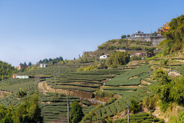 Wall Mural - green tea tree field on mountain in shizhuo trails at alishan of taiwan