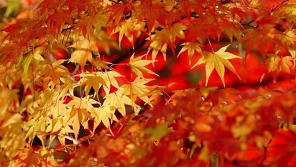 Wall Mural - dramatic view of red maple leaves on a tree blowing in wind in autumn or fall, nature or travel