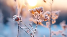 frozen twigs in hoarfrost glisten in the sun. winter landscape with sun flare