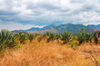 Sisal - Agave sisalana plantations against the background of Uluguru Mountains in Morogoro Region, Tanzania
