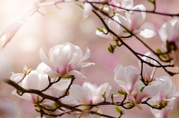 Wall Mural - Beautiful magnolia tree blossoms in springtime. Jentle magnolia flower against sunset light.