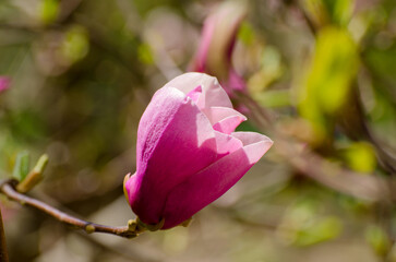 Wall Mural - Beautiful magnolia tree blossoms in springtime. Jentle magnolia flower against sunset light.