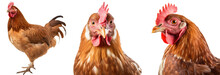 Brown Chicken Collection (profile, Portrait, Standing), Animal Bundle Isolated On A White Background As Transparent PNG