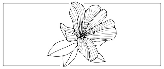 Canvas Print - Black outline of a delicate azalea flower on a white background with a large leaf. An object for coloring, decorating, creating various designs and patterns. Hand drawn azalea drawing.