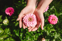 Hand Of Girl Holding Pink Flower In Garden