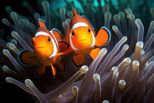 Two Clown Fish In Anemone
