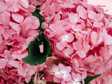 Pink Hydrangea Flowers On Pink Background Close Up
