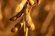 Golden soybean plants
